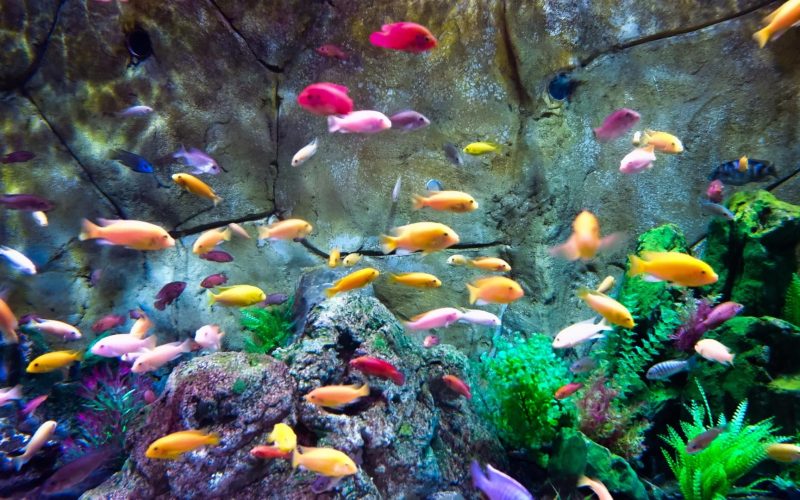 Aquatic Symphony: Harmonize Your Space with a Fish Tank