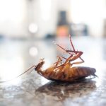 Safe Pest Control: Enhancing Food Safety