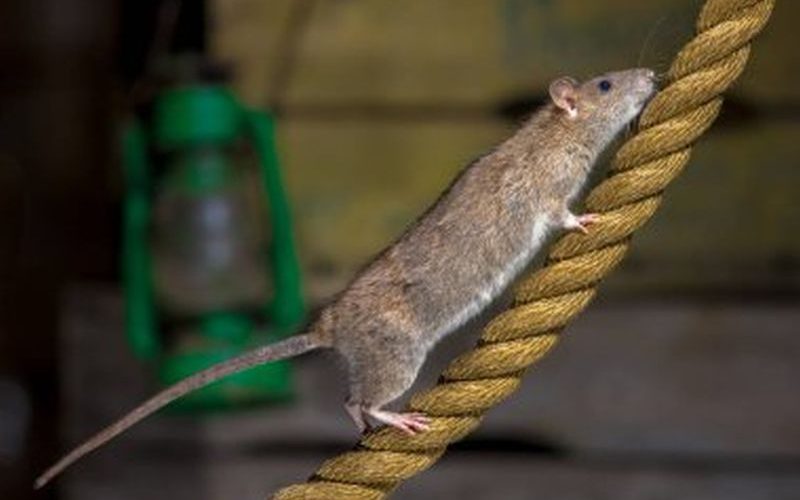 Pest Control Excellence: Banishing Rats from Your Home