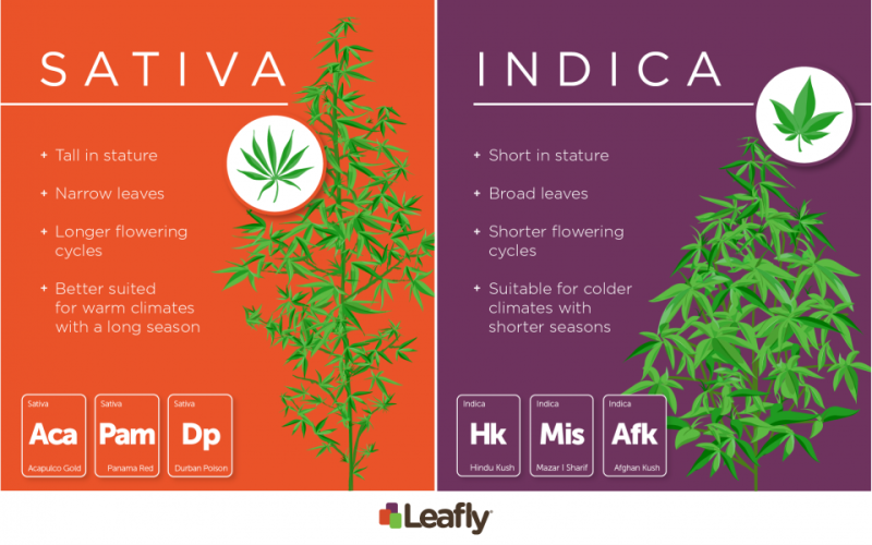 Exhale: Exploring the Differences Between Sativa and Hybrid